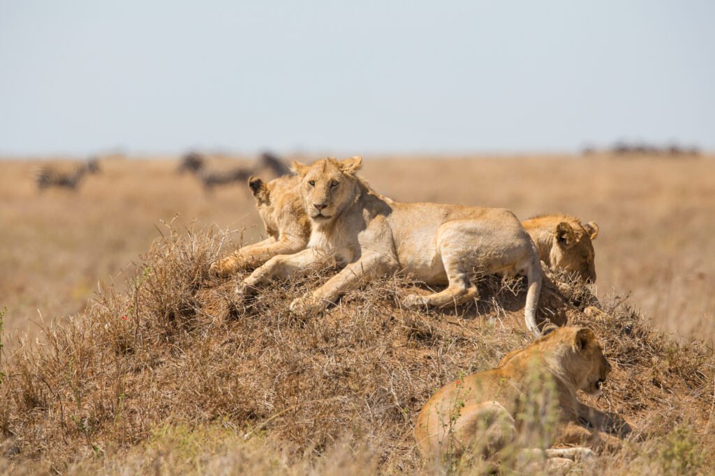 masai mara lions