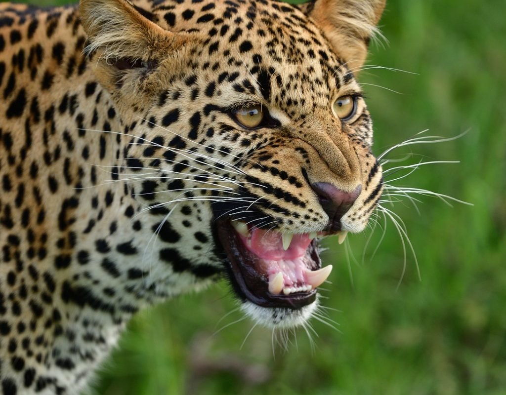 leopard-7235632_1280