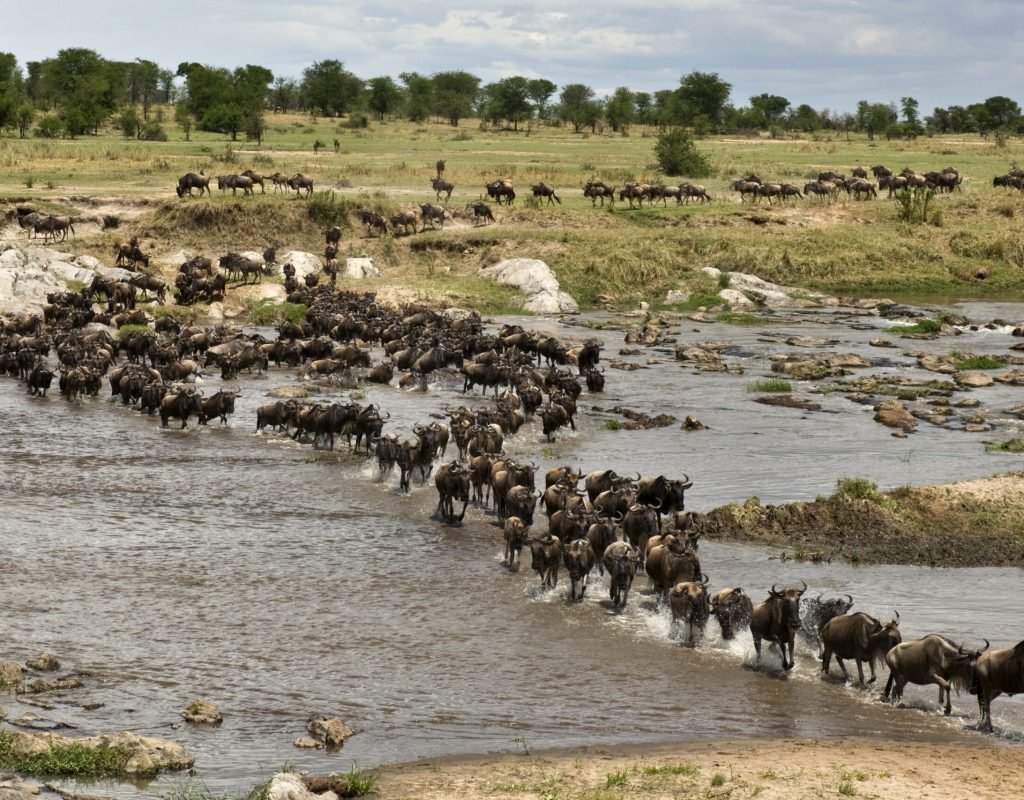 Wildebeest, crossing river Mara, Serengeti National Park, Serengeti, Tanzania, Africa